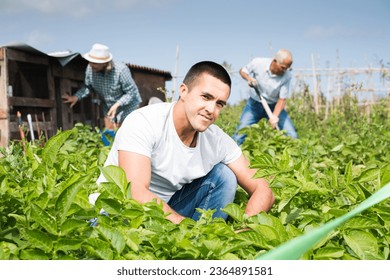 Young man working with potatoes bushes in garden outdoor, family on background - Shutterstock ID 2364891581