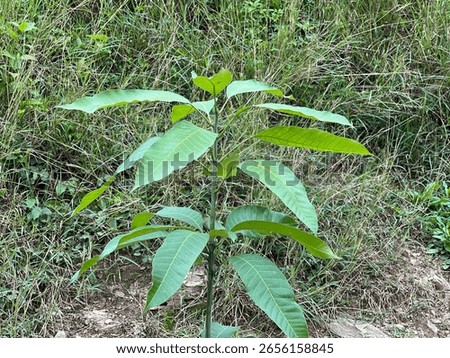 A young mango sapling with bright green leaves, standing in what appears to be a natural, slightly unkempt outdoor environment. 
