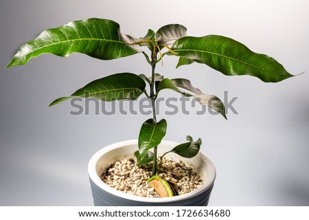 young mango tree grows at home in a blue pot, photo on a white background.