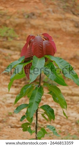 Young Mango Tree with Red and Green Leaves Growing in Natural Soil Background