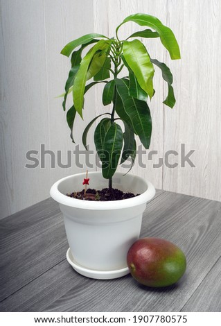 Young mango tree seedling, Mangifera indicia