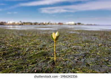 A Young Mangrove Growing In The Seagrass Beds Of Jawbone Sanctuary In Victoria, Australia.