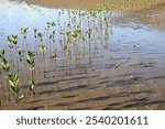 Young Mangrove Saplings Growing in Coastal Wetland