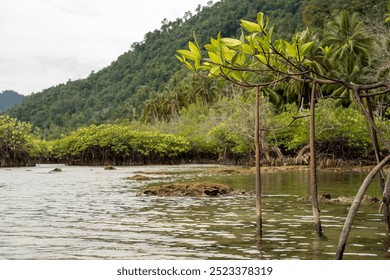 Young mangrove tree growing in a shallow coastal area with a lush tropical forest backdrop. The vibrant green leaves and roots submerged in water highlight the beauty of coastal ecosystems. - Powered by Shutterstock