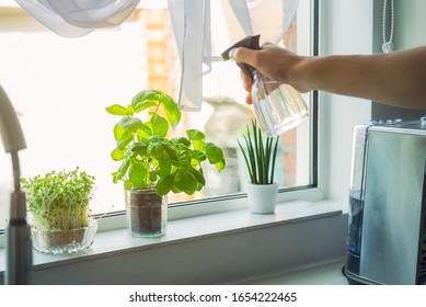 Young Man's hand watering home gardening on the kitchen windowsill. Pots of herbs with basil and watercress sprouts. Home planting and food growing. Sustainable lifestyle, plant-based foods - Powered by Shutterstock