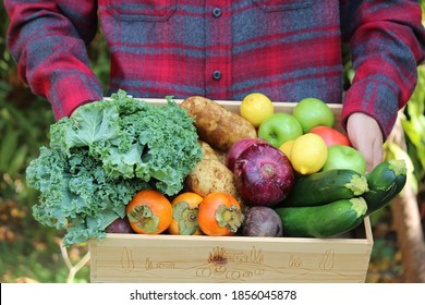 Young man's hands holding wooden crate with fresh organic vegetables such as zucchini, kale, onions, lemons, apples, potatoes and beets . Farm share CSA box - Powered by Shutterstock