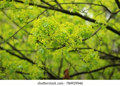 Young maple leaves.
