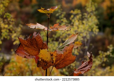 Young Maple Sapling In The Fall