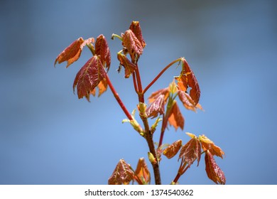 Young Maple Sapling Growing Along River's Edge.