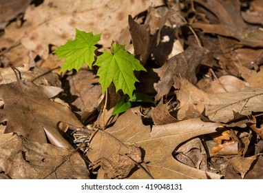 Young Maple Seedling