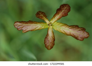 Young Maple Seedling In April