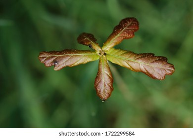 Young Maple Seedling In April