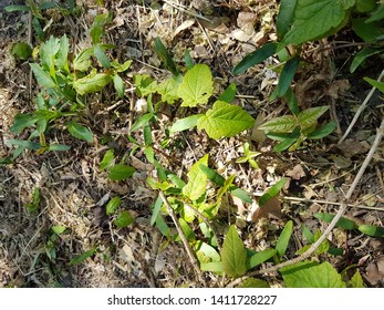 Young Maple Sycamore Tree Seedlings