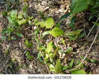 Young Maple Sycamore Tree Seedlings