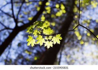 Young Maple Tree Leaves In Spring Park