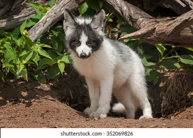 Canadian Marble Fox Price In India Platina Marble Fox Images Stock Photos Vectors Shutterstock