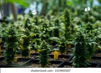 Young marijuana plants growing indoors