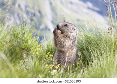 Young Marmot Eating In Alps France 