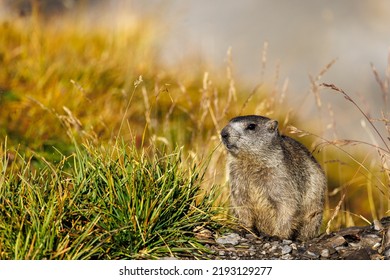 a young marmot in morning light at Gemmi Pass in Valais