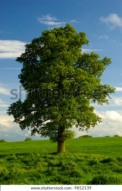 Young Mature Lone English Oak Tree Stock Photo (Edit Now) 9852139