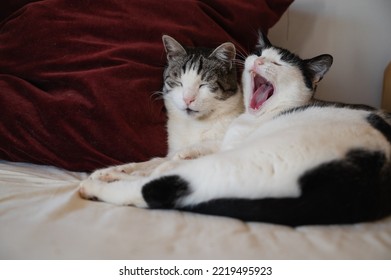 Young and mature sleepy domestic cat resting together in bed. Cute kitties relaxing and warming each other. - Shutterstock ID 2219495923