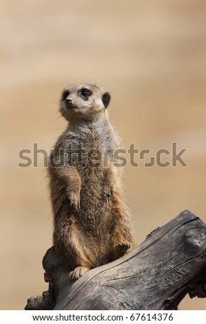 Similar – Image, Stock Photo Close up portrait of one meerkat sitting on a rock