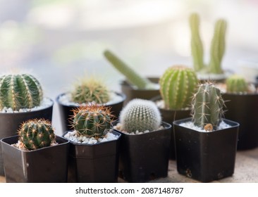 young Melocactus Azureus with red sharp thorns in black plastic pot among the other kinds cactus - Shutterstock ID 2087148787