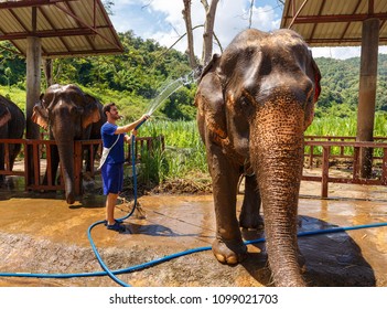 Young Men Washes An Elephant At Sanctuary In Chiang Mai Thailand