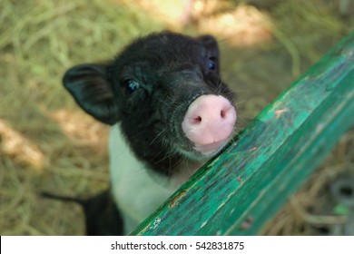 Young Micro pig on the farm , miniature pig