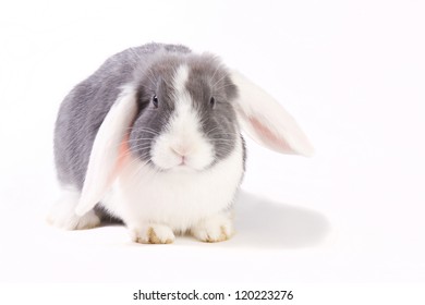 Young mini-lop bunny isolated on white