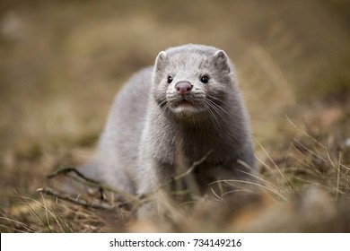 Young mink in the wood in autumn