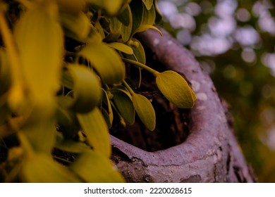 Young Mistletoe Leaves Covering An Apple Tree Hollow, In Autumn