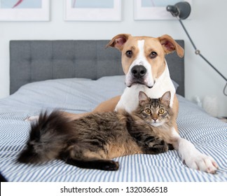 Young Mixed Breed Dog Relaxing With Norwegian Forest Cat On Bed