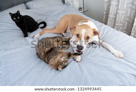 Young Mixed Breed Dog Relaxing with Norwegian Forest Cat and Black Cat on Bed