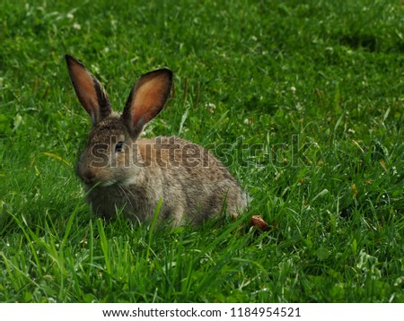 Young, mixed breed, New Zealand and Flemish Giant rabbit standing in the bright green Autumn grass