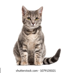 Chats Sur Fond Blanc Stock Photo And Image Collection By Gppets Shutterstock