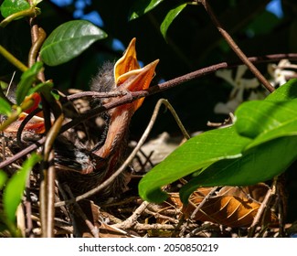 Young Mockingbird Baby In Nest Calling For Mother