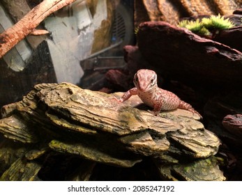 young monitor lizard in enclosure - Shutterstock ID 2085247192