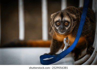 The young monkey curiously investigates its environment, sitting on a chair with a blue leash attached, indicating a playful yet controlled atmosphere indoors. - Powered by Shutterstock