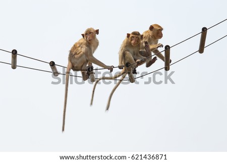 young monkey hanging on ropes against white background