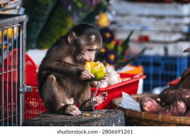 young monkey on a chain eats an orange at an Asian market in Vietnam. Animal cruelty