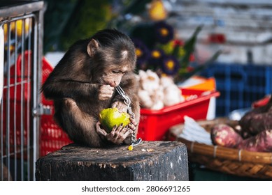 young monkey on chain eats an orange at Asian market in Vietnam. Animal cruelty