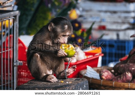 young monkey on a chain eats an orange at an Asian market in Vietnam. Animal cruelty