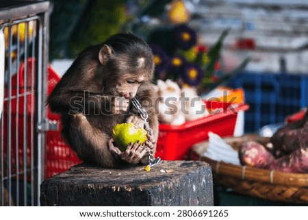 young monkey on chain eats an orange at Asian market in Vietnam. Animal cruelty