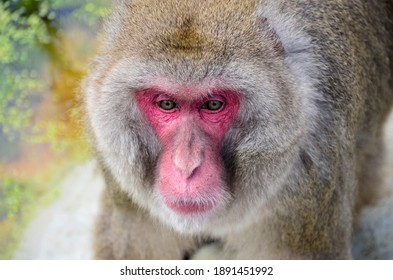 Young monkey with red face