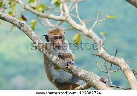 A young monkey relaxing by sitting on the tree branch an afternoon in Sigiriya Lion Rock, Sri Lanka.