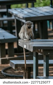 a young monkey sitting on a table
