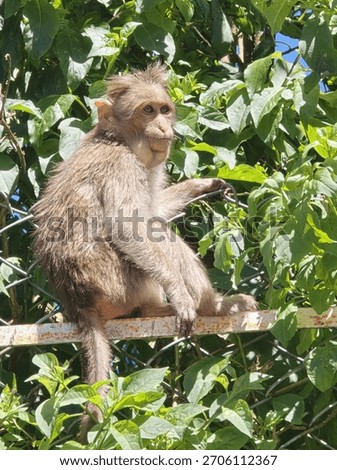  young monkeys sit playfully on a fence under a bright blue sky. Their curious expressions and natural interaction capture a lively moment of wildlife behavior in a peaceful outdoor setting.