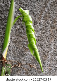 Young Monstera leaf tips curl to reduce water loss and protect themselves from environmental stress. Low Humidity:
Monstera originates from humid tropical rainforests. Dry indoor air can cause the lea