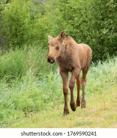 Young moose walking along the grass - Shutterstock ID 1769590241
